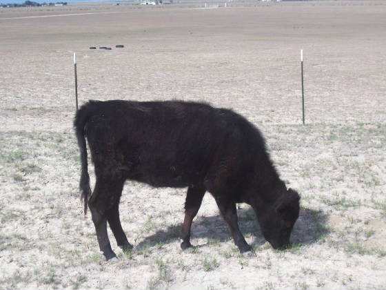 Cattle/Katie.jpg