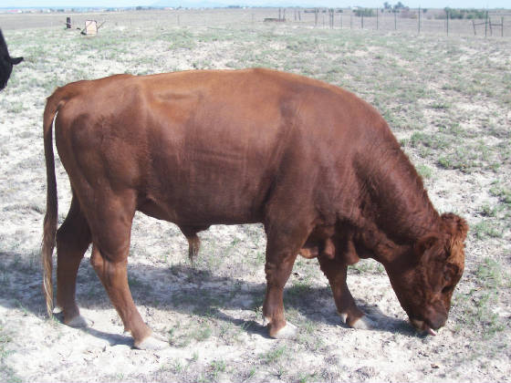 Cattle/OMalley.jpg
