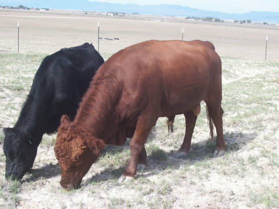 Cattle/OMalley2.jpg