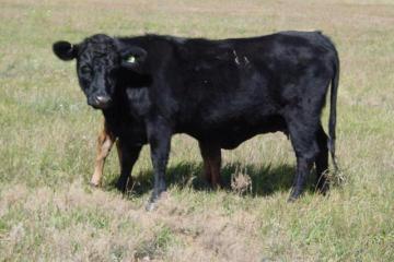 Cattle/Darla.jpg
