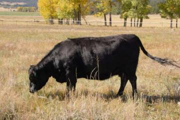Cattle/Rose.jpg