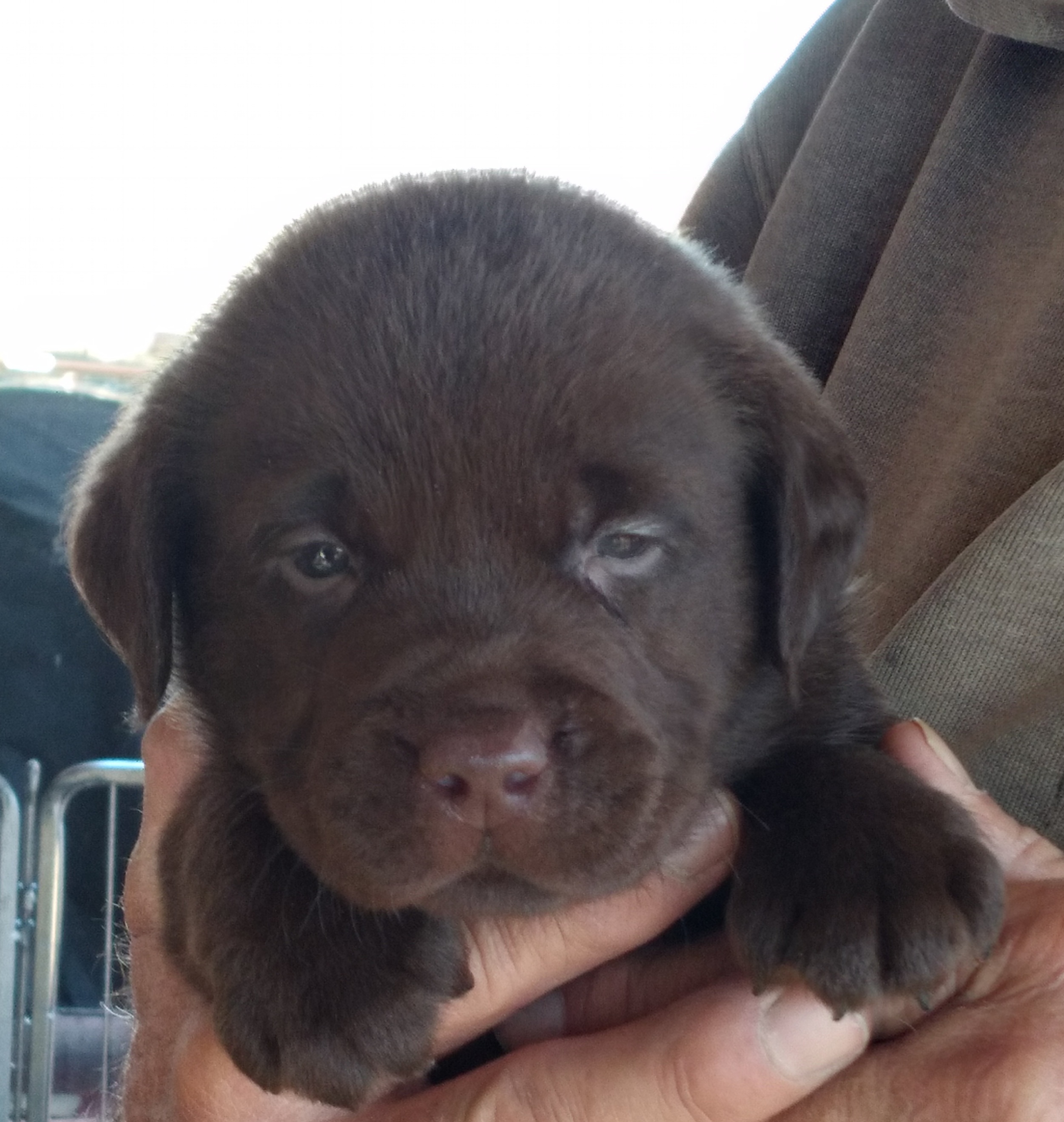 Puppyboss.jpg